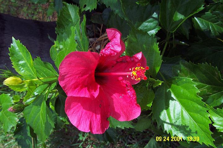 Hybiscus2.jpg