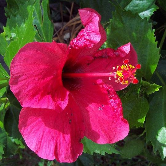 Hybiscus3.jpg