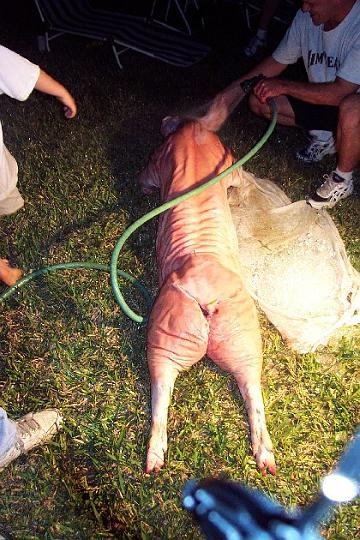 2 Miss Piggy Gets A Bath.JPG