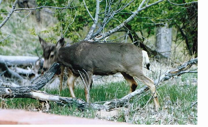 Sunday, April 18, 2004 (3)27.jpg