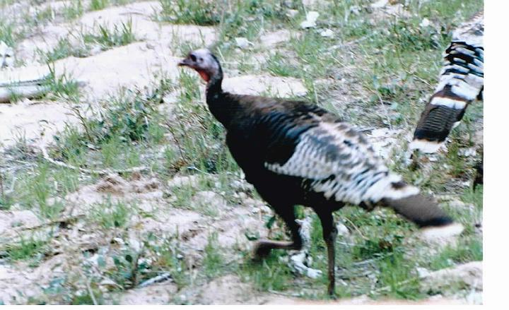 Sunday, April 18, 2004 (3)32.jpg