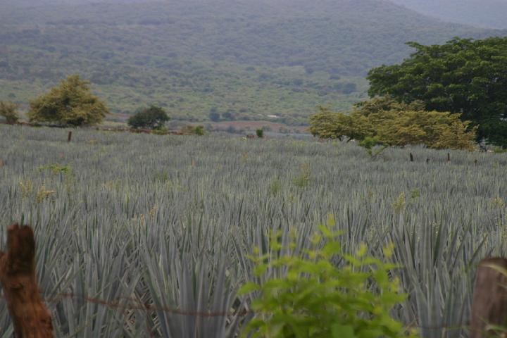 2809agavefield.jpg