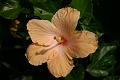 2724hibiscus