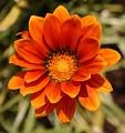 2748orangeflower