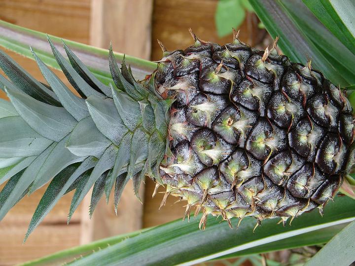 becca'scamera 028.jpg