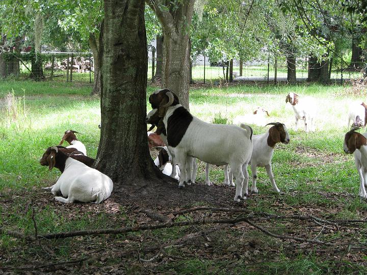 080624 Florida 124.jpg