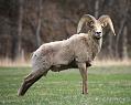 BIGHORN