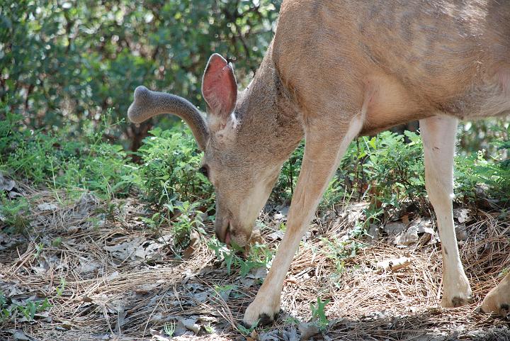 Sepuoia Nat'l Park 05-23-09 020.jpg - 3334818