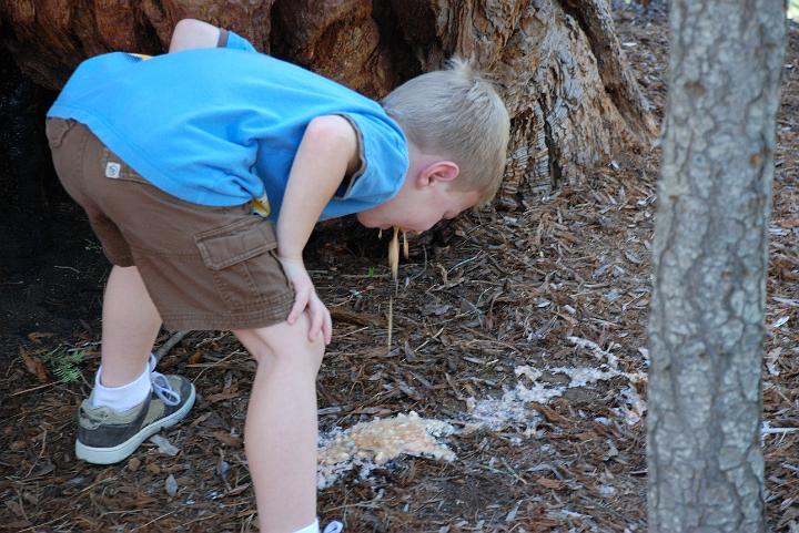 Sepuoia Nat'l Park 05-23-09 030.jpg - 3334818