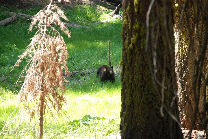Sepuoia Nat'l Park 05-23-09 083.jpg - 3334818