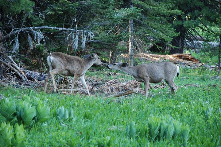 Sepuoia Nat'l Park 05-23-09 177.jpg - 3334818
