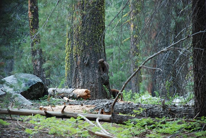 Sepuoia Nat'l Park 05-23-09 245.jpg - 3334818
