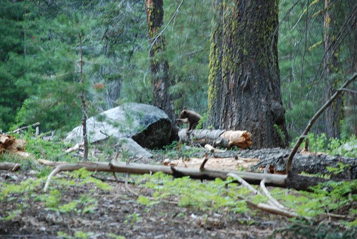 Sepuoia Nat'l Park 05-23-09 254.jpg - 3334818