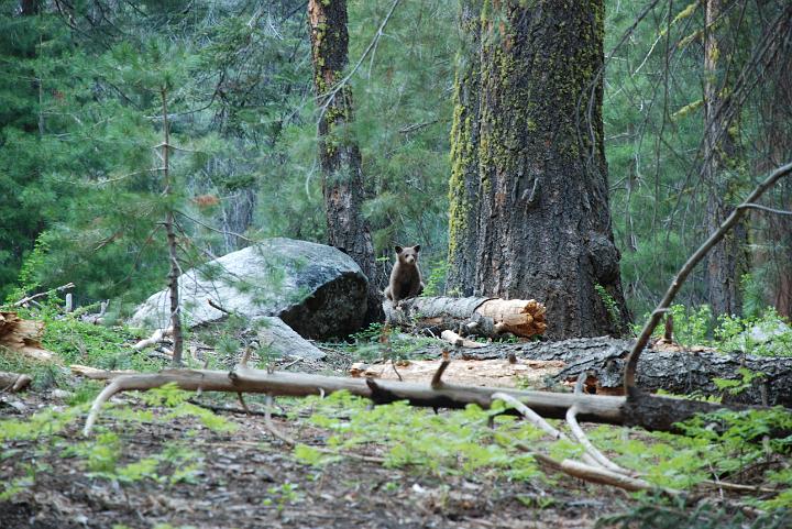 Sepuoia Nat'l Park 05-23-09 257.jpg - 3334818