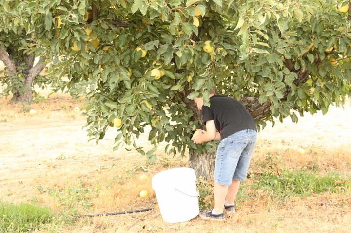 Apple Picking 10-16-10 010.jpg