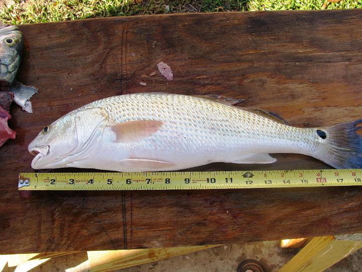 IMG_1431.JPG - David's Red