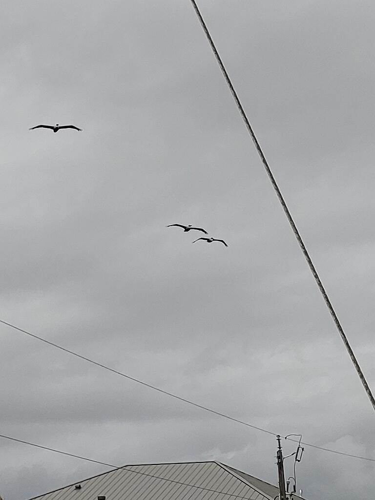 20191212_110004.jpg - , FC : (c, 0.82, d, 0.00, Detect, 0, appIcon, 0, after, 0, chg, 0, out, 1, Freq, 120, raw, 0, WB, 1925, Clear, 1465, ori, 1923, 1.00, 1923, 1.00, chg, 1923, 1.00, 1923, 1.00,,1.00)