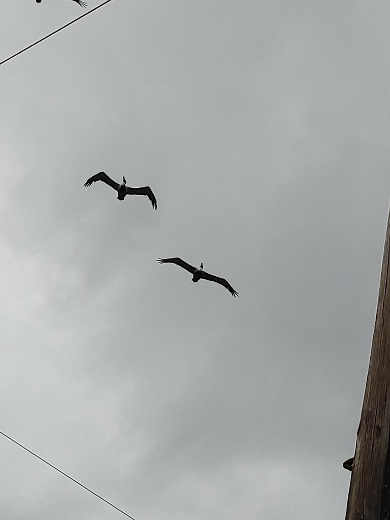 20191212_110007.jpg - , FC : (c, 0.82, d, 0.00, Detect, 0, appIcon, 0, after, 0, chg, 0, out, 1, Freq, 120, raw, 0, WB, 2312, Clear, 1817, ori, 2439, 1.01, 2439, 1.01, chg, 2439, 1.01, 2439, 1.01,,1.00)