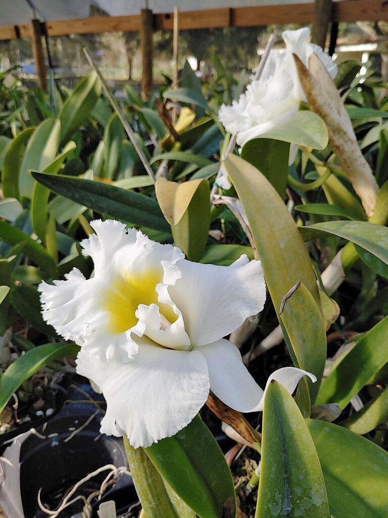 20191214_154005.jpg - , FC : (c, 1.00, d, 0.00, Detect, 0, appIcon, 0, after, 0, chg, 0, out, 1, Freq, 120, raw, 0, WB, 415, Clear, 112, ori, 291, 1.00, 232, 1.00, chg, 291, 1.00, 232, 1.00,,1.00)