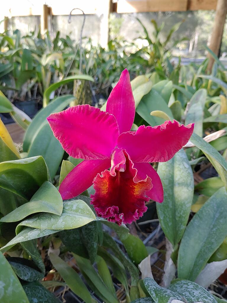 20191214_154137.jpg - , FC : (c, 1.00, d, 0.00, Detect, 0, appIcon, 0, after, 0, chg, 0, out, 0, Freq, 120, raw, 0, WB, 312, Clear, 77, ori, 120, 1.99, 60, 1.35, chg, 120, 1.99, 60, 1.35,,1.00)