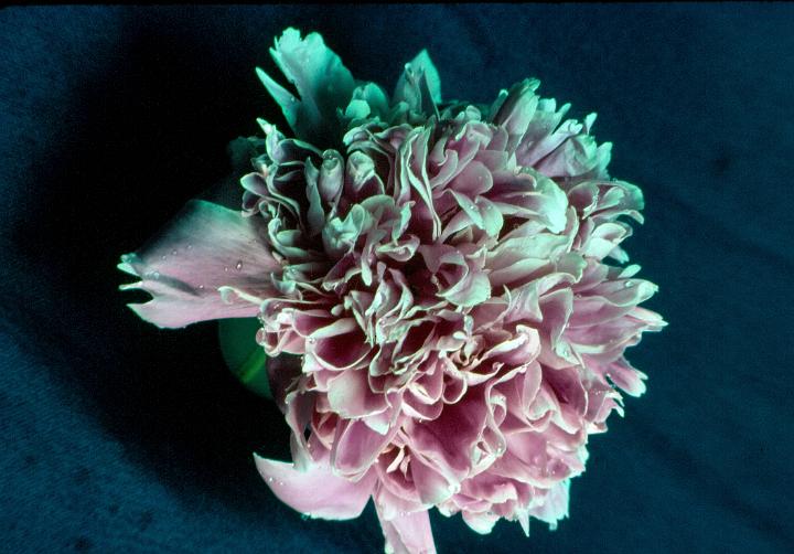 scan0031.jpg - Peony - KCMO