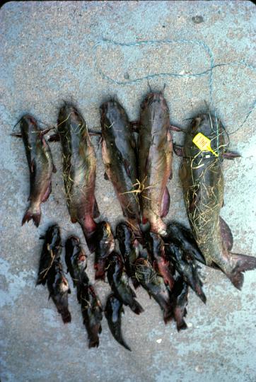 scan0047.jpg - Good day at James A. Reed, KCMO