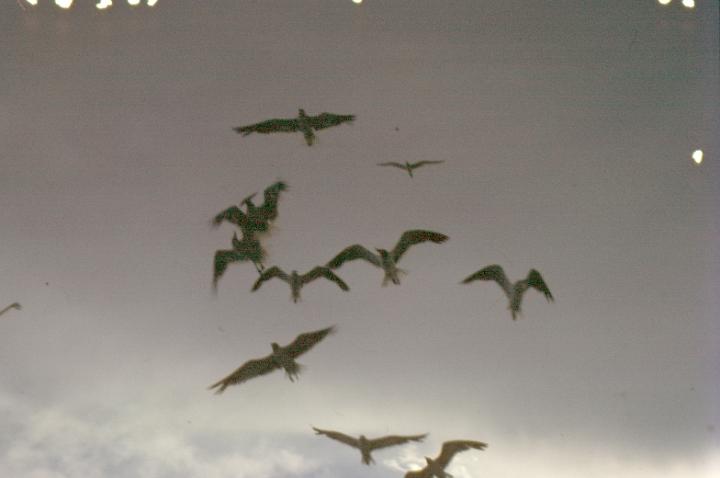 scan0049.jpg - Panama City, FL fishing trip