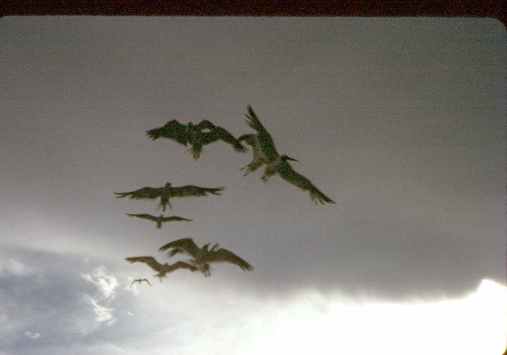 scan0055.jpg - Panama City, FL fishing trip