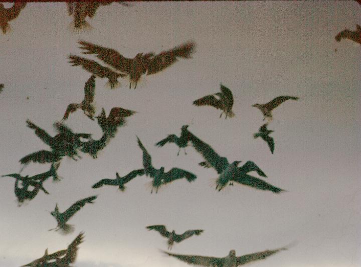 scan0063.jpg - Panama City, FL