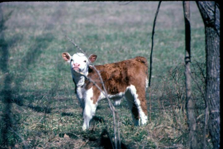 scan0068.jpg - Springtime, Warsaw, MO '81