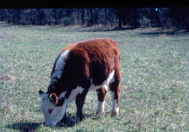 scan0069.jpg - Springtime, Warsaw, MO '81