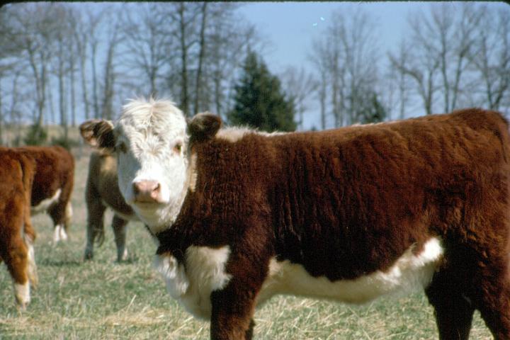 scan0070.jpg - Springtime, Warsaw, MO '81