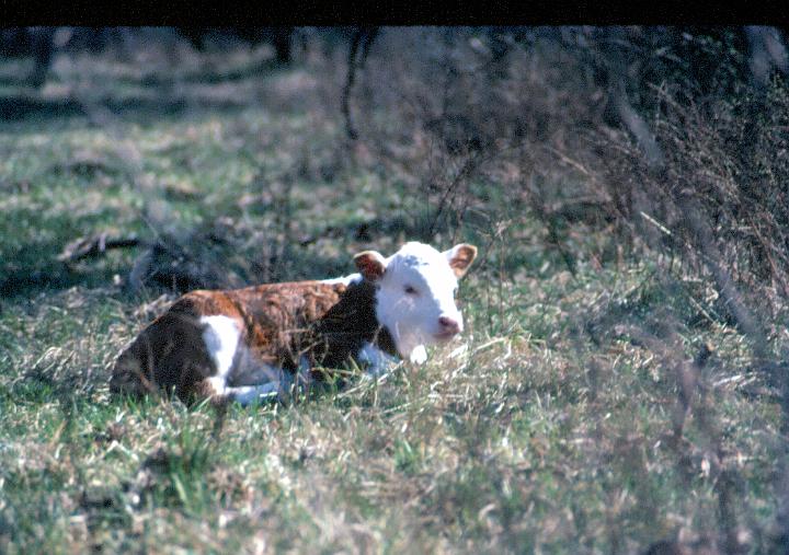 scan0071.jpg - Springtime, Warsaw, MO '81
