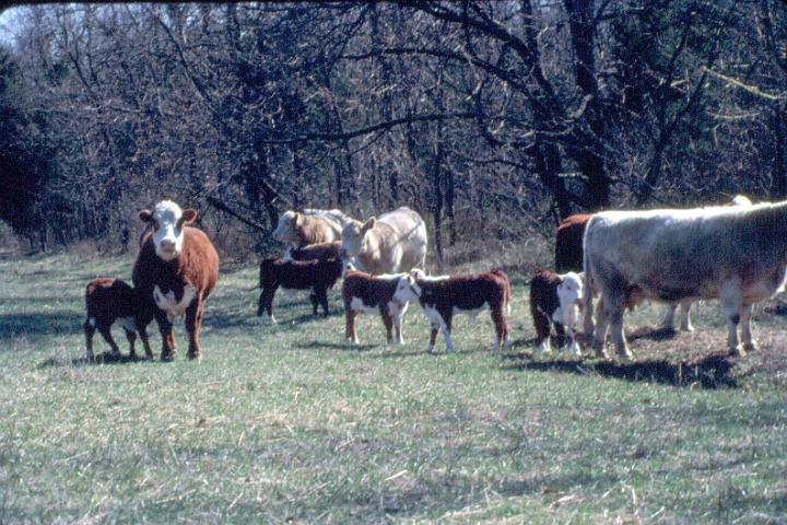 scan0073.jpg - Springtime, Warsaw, MO '81