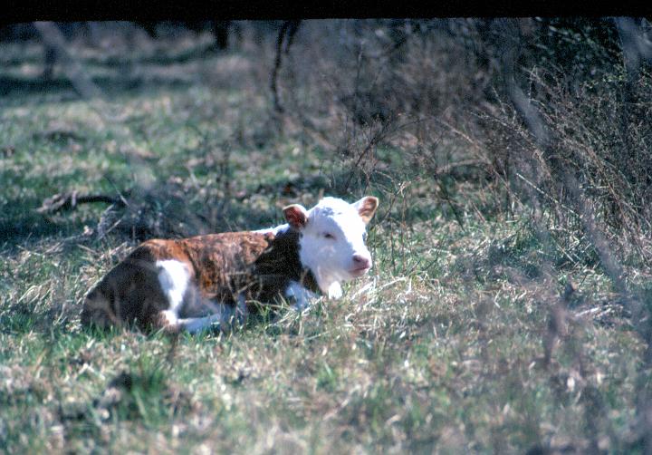 scan0074.jpg - Springtime, Warsaw, MO '81