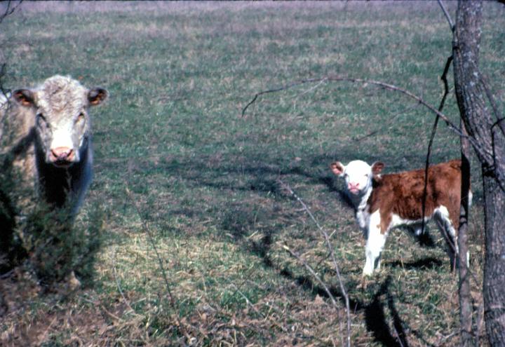 scan0075.jpg - Springtime, Warsaw, MO '81