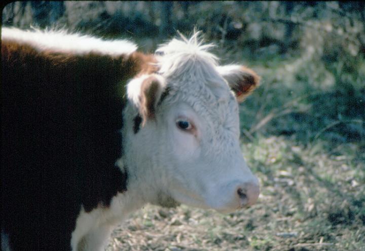 scan0076.jpg - Springtime, Warsaw, MO '81