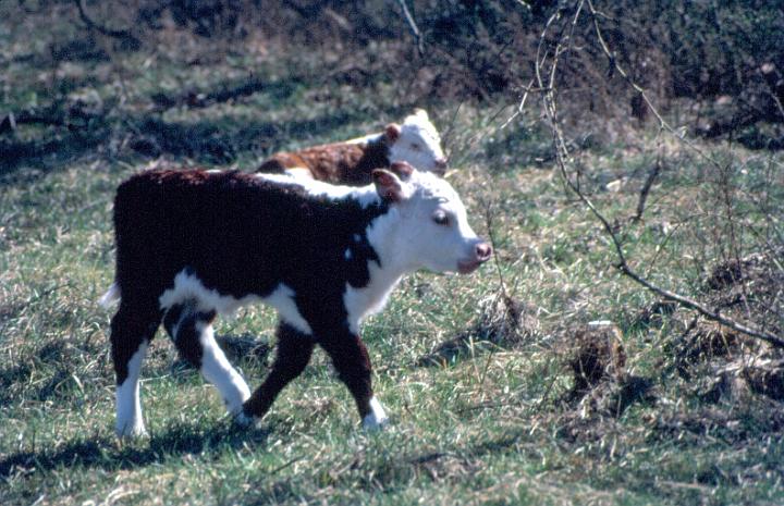 scan0077.jpg - Springtime, Warsaw, MO '81