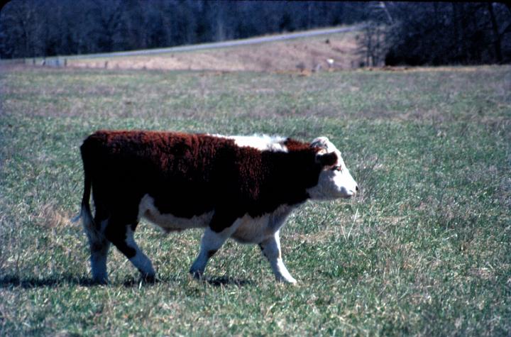 scan0078.jpg - Springtime, Warsaw, MO '81