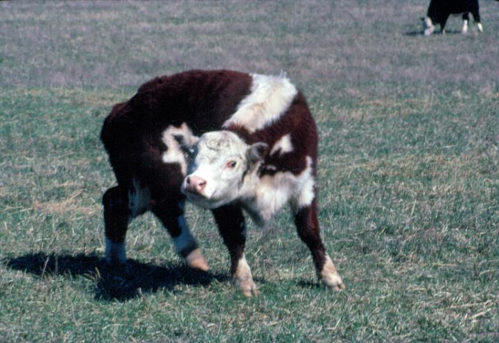 scan0079.jpg - Springtime, Warsaw, MO '81