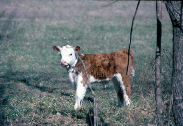 scan0082.jpg - Springtime, Warsaw, MO '81