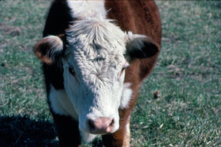 scan0084.jpg - Springtime, Warsaw, MO '81