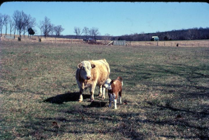 scan0085.jpg - Springtime, Warsaw, MO '81