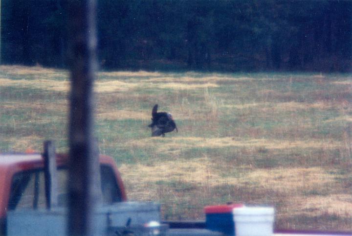 scan0008.jpg - Turkeys - Warsaw  @ 1993