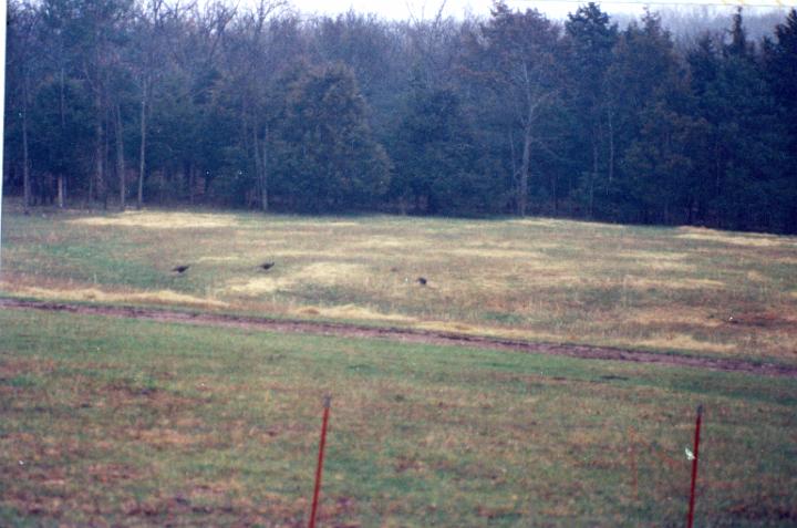 scan0011.jpg - Turkeys - Warsaw  @ 1993