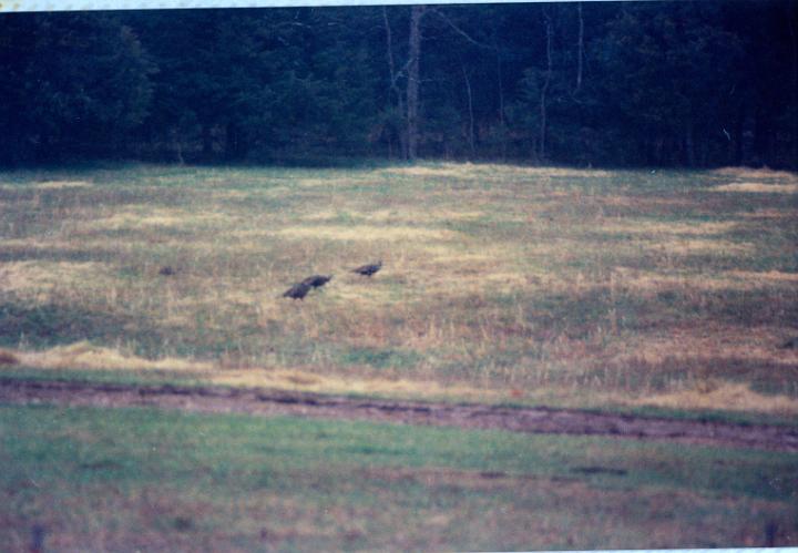 scan0013.jpg - Turkeys - Warsaw  @ 1993