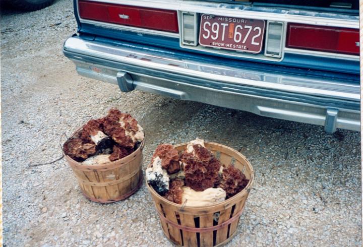 scan0017.jpg - Mushrooms - Warsaw, MO  @ 1993