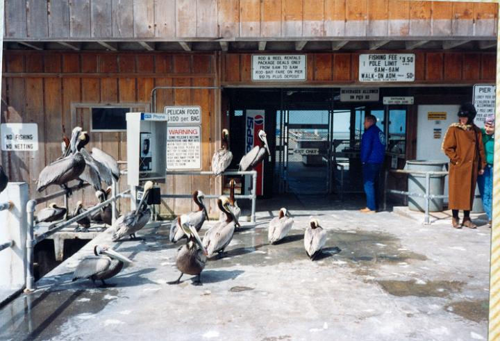 scan0039.jpg - Chuck, Pier 60, Clearwater @ 1994