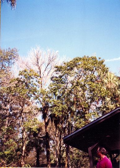 scan0053.jpg - Homosassa Springs @ 1994