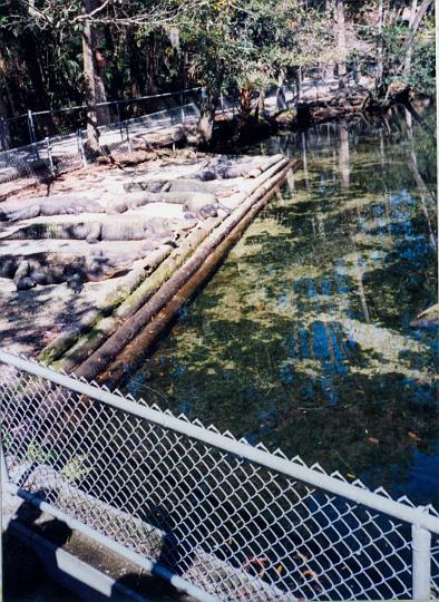 scan0055.jpg - Homosassa Springs @ 1994